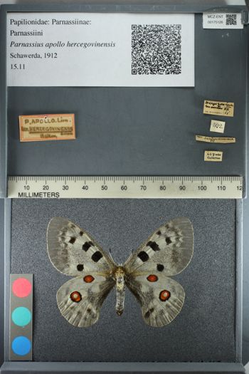 Media type: image;   Entomology 175126